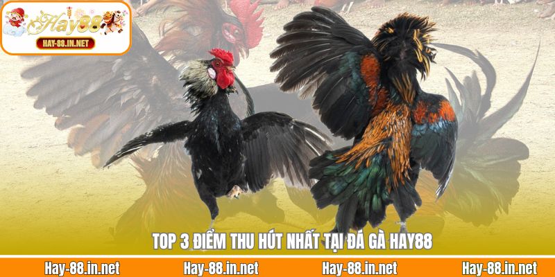 Top 3 điểm thu hút nhất tại đá gà Hay88